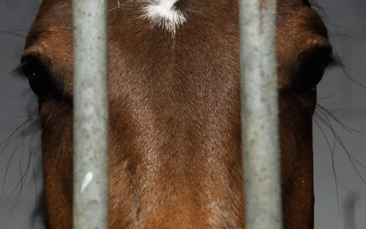 csm_pferd_e2grafikwerkstatt_1675b595d1 Betreibungsamt versteigert den Hof des Tierschutzfalls Hefenhofen