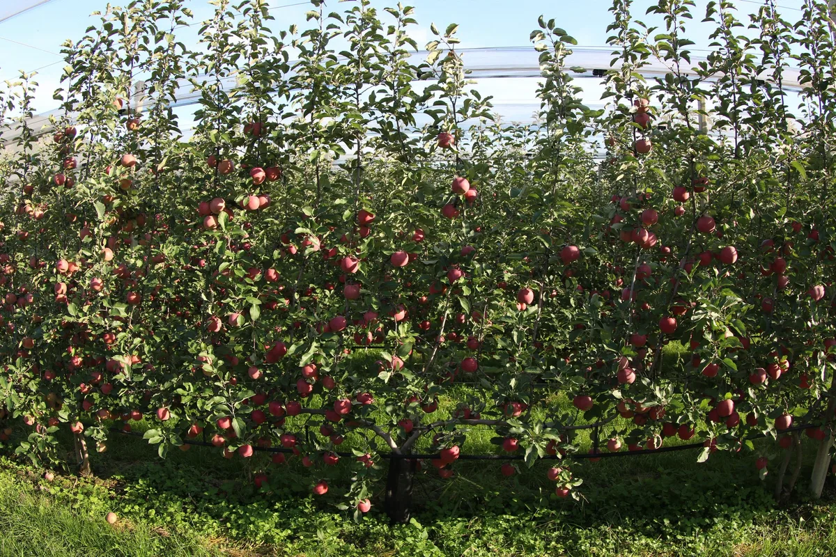 lid_obstbau1 Mit neuen Baumformen und Wettermodellen in die Zukunft?
