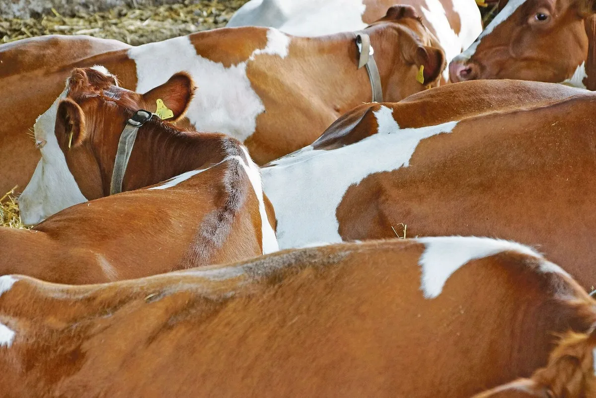 e353b42261b80c4fe3d6ab540c4c74f73aa04194ae45e1a81e2dddf71c31a78b Was bedeutet für Tiere ein Leben in Würde, ab wann ist es Massentierhaltung? Da unterscheiden sich die Definitionen.