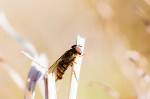 Das Erscheinungsbild der Schwebfliegen ist sehr unterschiedlich: Manche tarnen sich als gelb-schwarz gestreifte Wespen – so etwa die weitverbreitete Hainschwebfliege (Episyrphus balteatus). (Bild Will Hawkes)