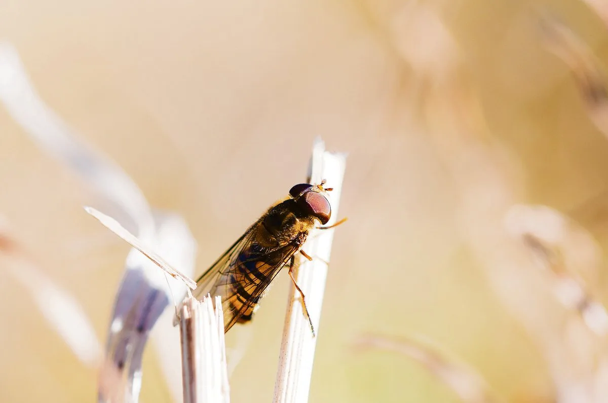 Das Erscheinungsbild der Schwebfliegen ist sehr unterschiedlich: Manche tarnen sich als gelb-schwarz gestreifte Wespen – so etwa die weitverbreitete Hainschwebfliege (Episyrphus balteatus). (Bild Will Hawkes)