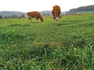 Bei herbstlicher Witterung verändern sich die Nährstoffgehalte auf der Weide.(Bild jsc)