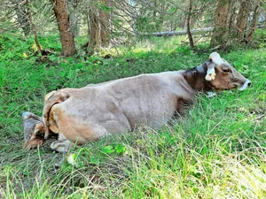 Keine Chance: Kuh Flurin steckt im Schlamm fest. Ohne Bergung durch den Helikopter wird es nicht gehen. Somit ist Flurin die zweite Kuh, die diesen Alpsommer ausgeflogen wird.
