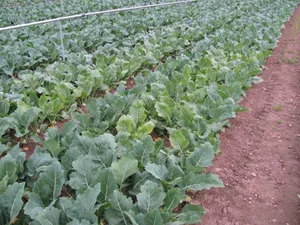 Symptome (blassgrüne bis gelbe Scheckung zwischen den Blattadern) von Schwefelmangel bei Kohlrabi in einer Teilparzelle, die nicht mit
sulfathaltigen Düngern versorgt worden war.