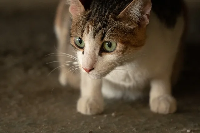 fc1e90f06e9e6bc816f7a70a8f9da6bb64c73272 Der Schweizer Tierschutz STS und seine 71 Sektionen kastrieren jährlich rund 11000 verwilderte, herrenlose Katzen und Bauernhofkatzen. (Symbolbild Pixabay)