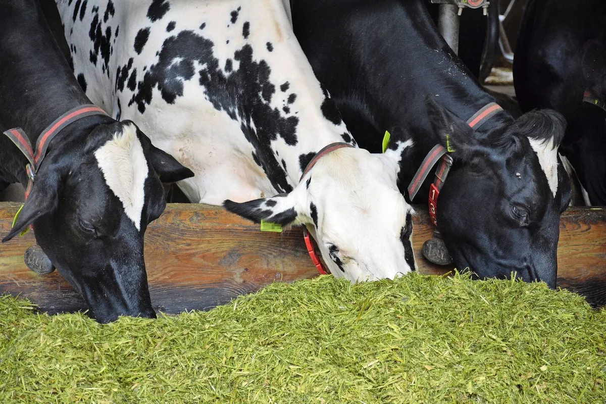 Zuchtfortschritt und veränderte Fütterung beeinflussen die Leistung – sowohl hinsichtlich Milch oder Fleisch, als auch was den Dünger betrifft.