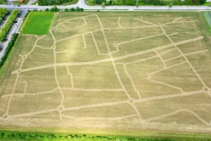 Bis zur Eröffnung am 18. Juli ist der Mais hoch genug gewachsen, dass ich grosse und kleine Besucher im Labyrinth verirren können. (Bild maislabyrith-wettingen.ch)