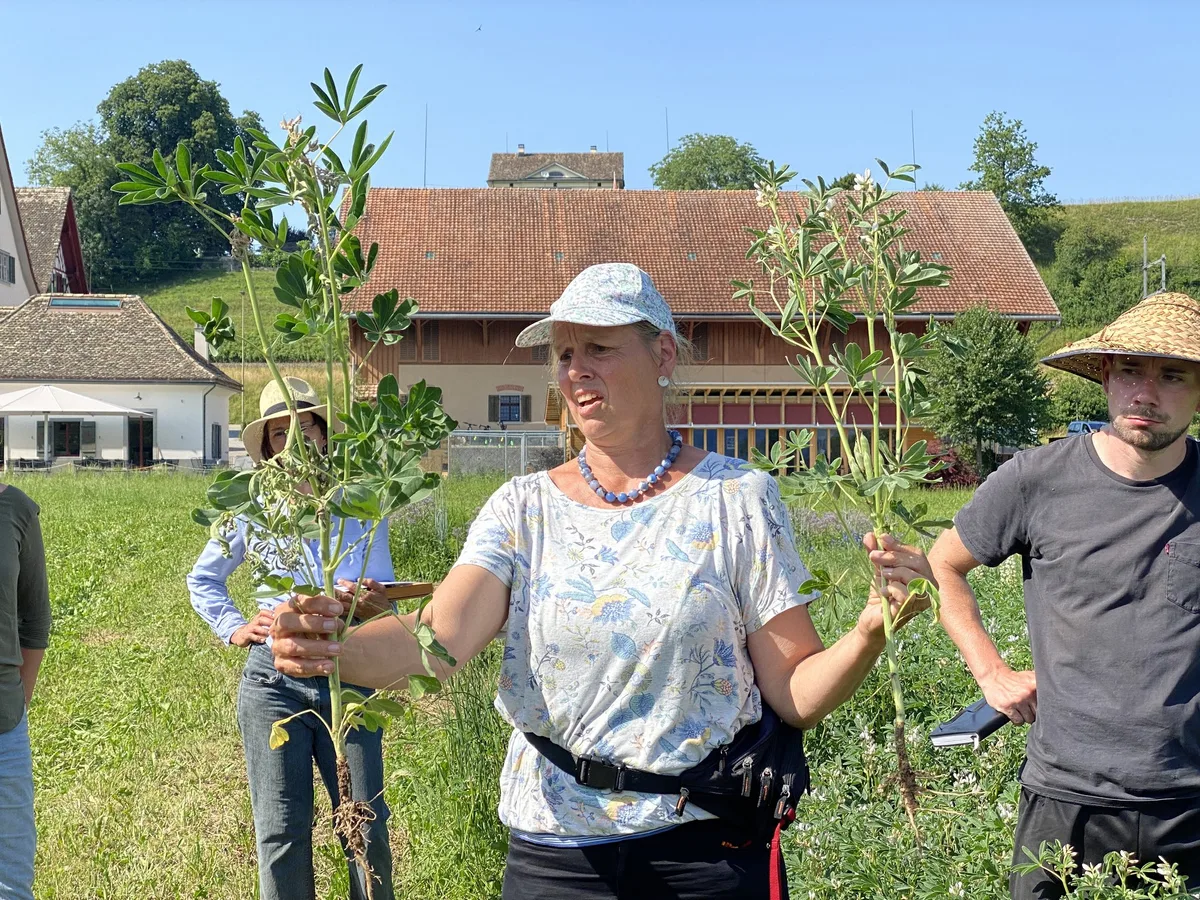 BZ-TDW-28-zucht Auf dem Weg zu ertragreichen und robusten Lupinensorten geht es langsam voran