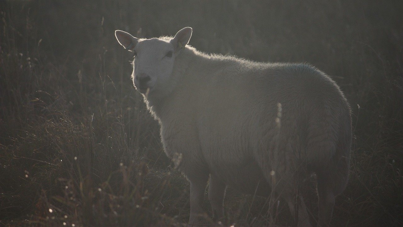 Bei drei Schafrissen wurde der Wolf als Täter bestätigt. (Bild Pixabay)