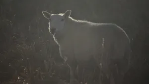 Bei drei Schafrissen wurde der Wolf als Täter bestätigt. (Bild Pixabay)