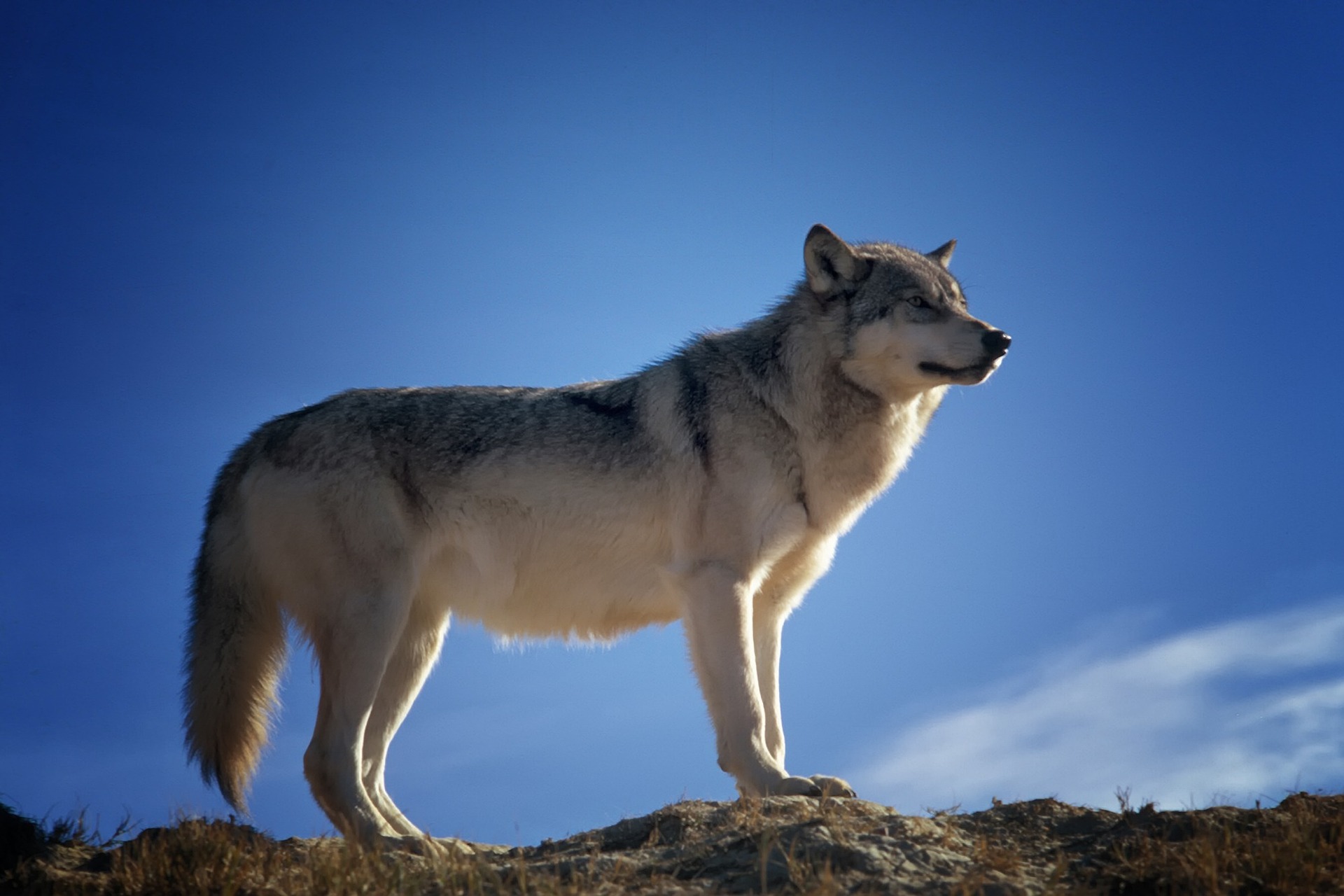 Bündner Wolf M237 offenbar in Ungarn getötet