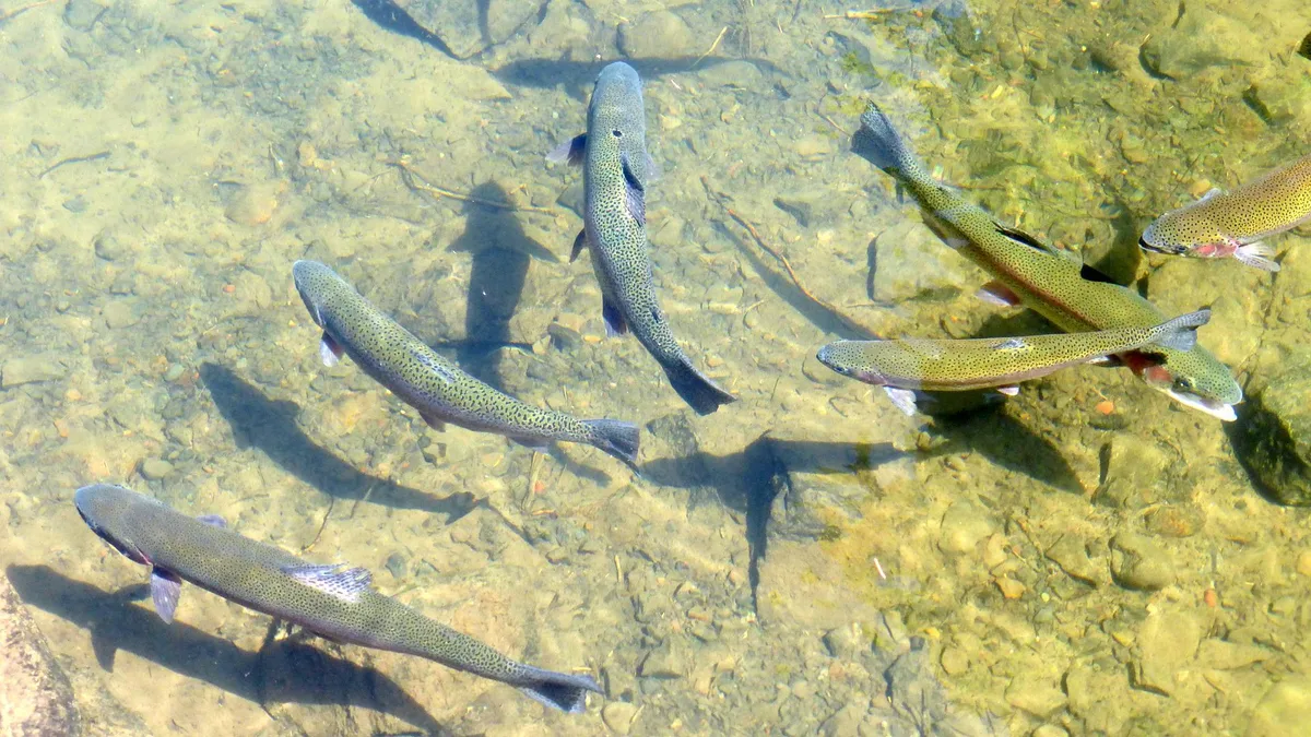 Im Rhein bei Schaffhausen droht ein weiteres Fischsterben
