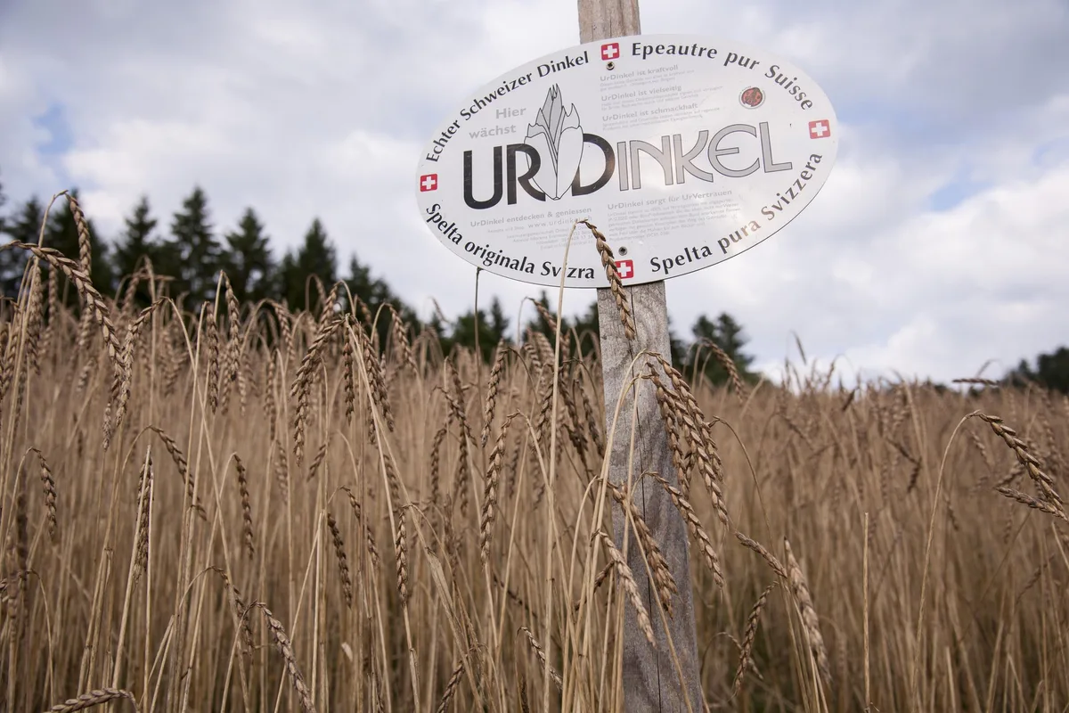 e1a71c09e8f3c249474ccaeb91f821982eea1a94 Dass der Dinkel seit dem Frühsommer 2020 knapp ist, liegt erstmals nicht an Missernten, sondern einer hohen Nachfrage. (Bild IG Dinkel)