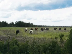 Auf zur neuen Herde und nichts wie weg vom lästigen Lastwagen. Nach achtstündigem Transport sind die Stiere und Kühe froh, wieder auf Gras und nicht mehr eingesperrt zu sein.