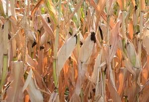 Verdorrter Mais: Geht der Klimawandel ungebremst weiter, werden Dürresommer die Schweizer Bauern immer öfter herausfordern. (Bild Cornelia Brändle, Agroscope)