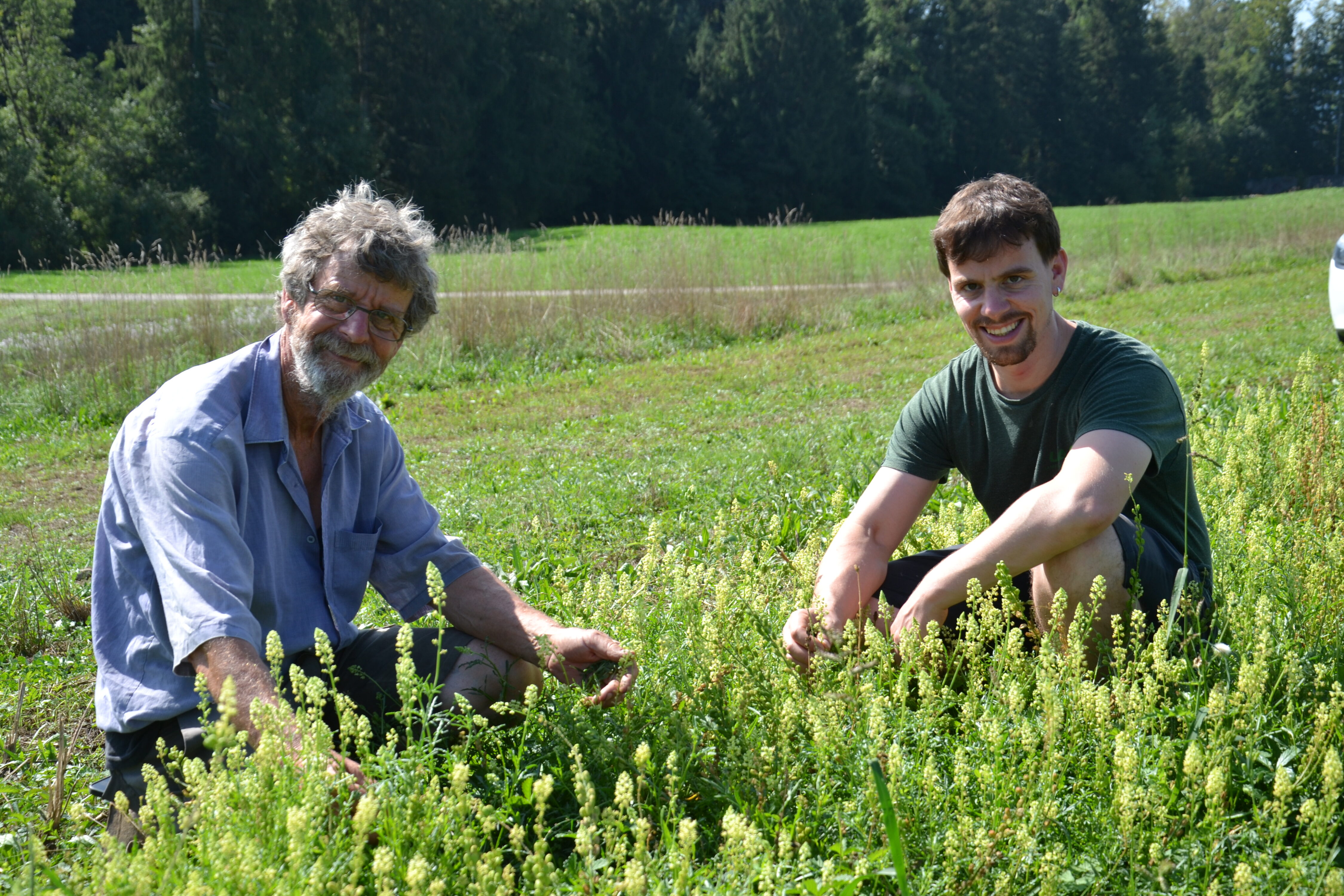 Johannes Burri (links) und sein Sohn Michael Burri in einem Streifen gelber Reseda. Sie ist z. B. Teil der UFA-Buntbrache-Vollversion.