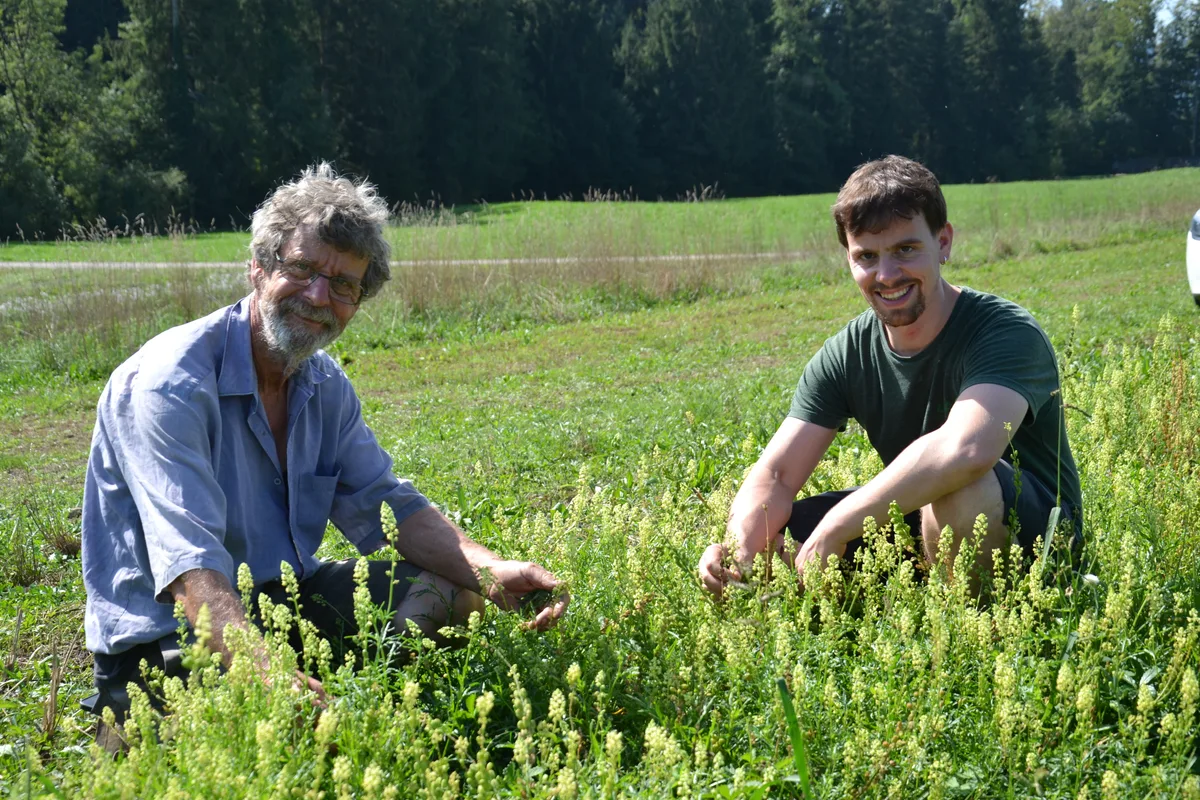 DSC_0055.JPG Johannes Burri (links) und sein Sohn Michael Burri in einem Streifen gelber Reseda. Sie ist z. B. Teil der UFA-Buntbrache-Vollversion.