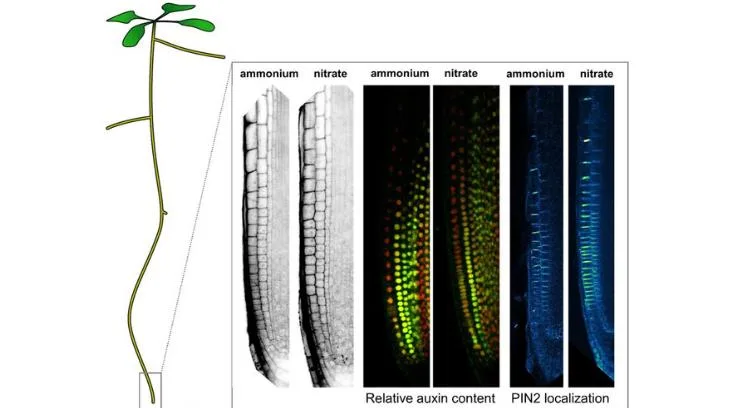 0c99ecfb9da753083487e464e26f958c71937a06 Das Bild zeigt die Unterschiede in den Zelllängen, den relativen Auxin-Gehalt und die Lokalisierung des PIN2-Auxin-Transporters zwischen benachbarten Zellen in der Arabidopsis-Wurzelspitze, je nachdem, ob die Pflanze mit Nitrat oder Ammonium versorgt wurden. (Bild Krisztina Ötvös / IST Austria)