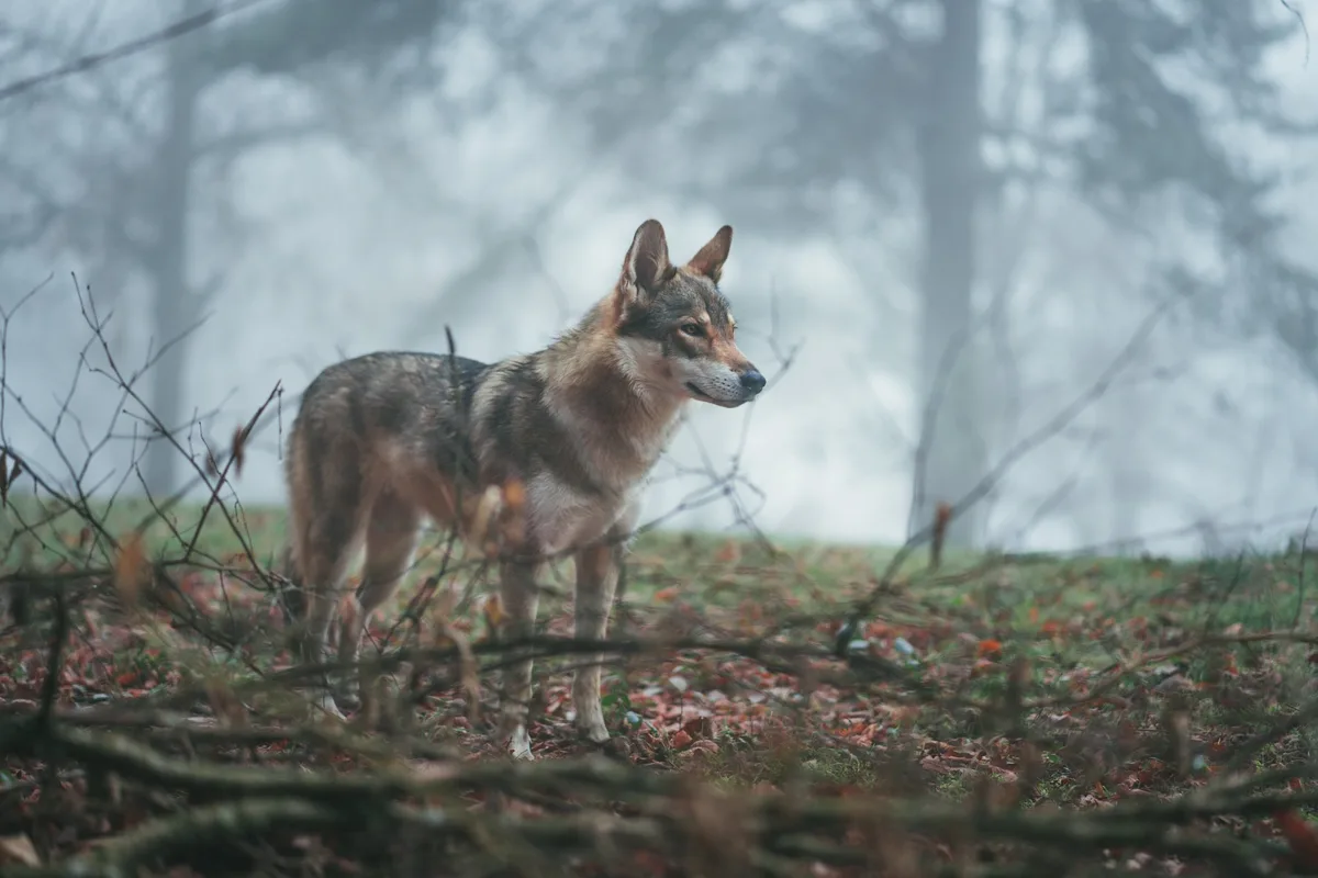 4e165cb8d9cb79b60a71bb43fc8f121bdb0a5449 Eine Vergrämung des Wolfes verlagere das Problem nur, so der Verband Bernerischer Schafzuchtorganisationen. (Bild unsplash)