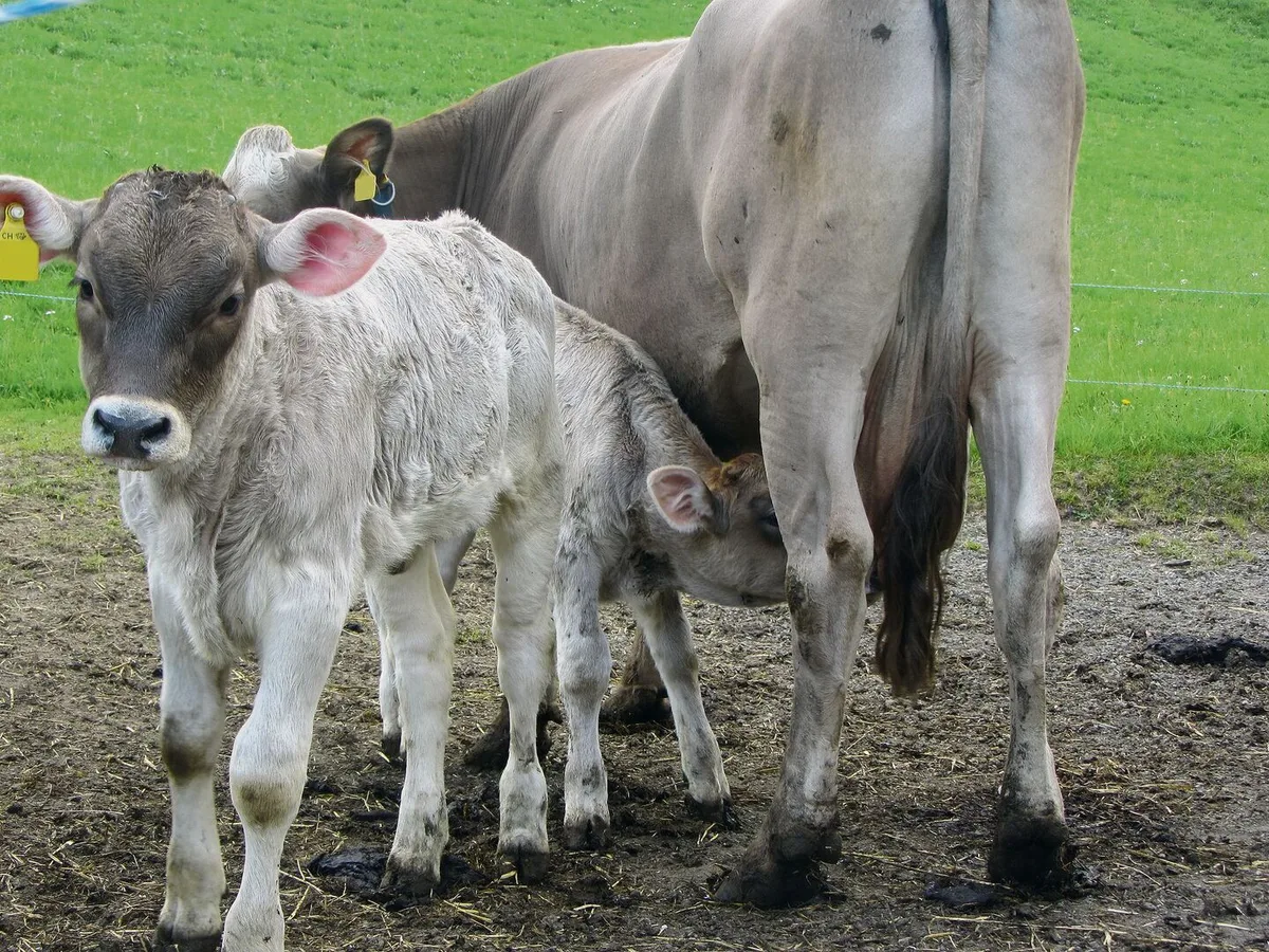 2e822f5c926705273d97c3a376b66f9c21d66462cf8afbcf60cdc2b655f8b0be Wer mehr als ein Kalb pro Kuh und Jahr erfolgreich absetzen kann, hat mehr im Portemonnaie.