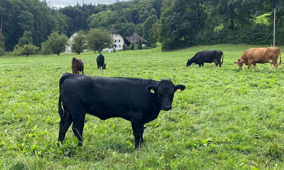 DG_25-10_SA_Beef_Weide_Spörri Ob im Stall oder auf der Weide: Wichtig sind die Einhaltung der Biosicherheit und die genaue Überwachung der Tiergesundheit.