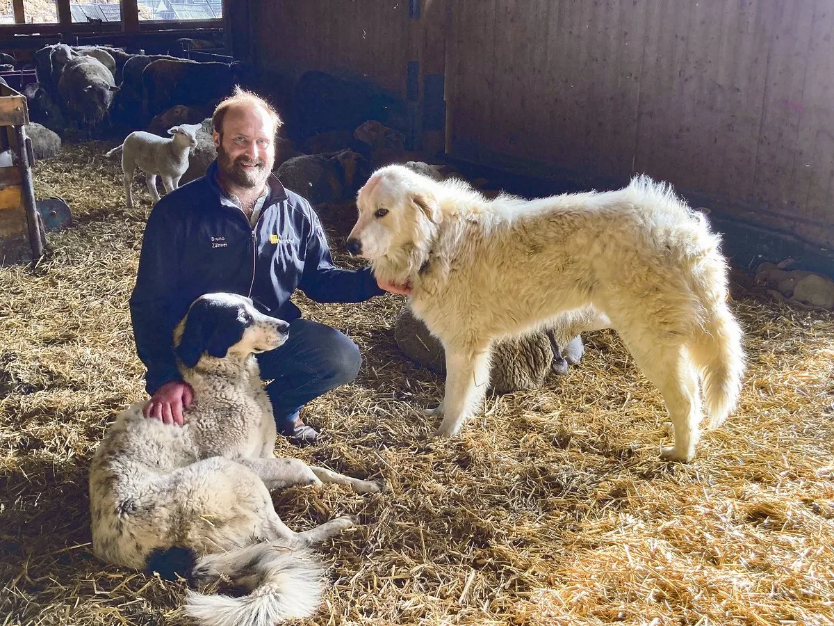 2237a296dec038f64aa58494193e606bd0bda6cb Bruno Zähner mit zwei seiner acht Herdenschutzhunde, Juna und Amadeo. Sie haben Bedürfnisse wie andere Hunde auch, sie benötigen Betreuung, Zuwendung und genügend Auslauf. (Bilder Alexandra Stückelberger)