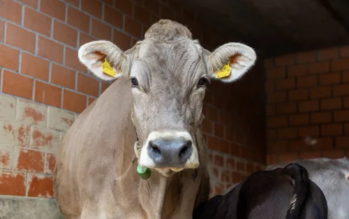 Mila0325 Ein Herzensweg zum Braunvieh: Wie sich ein Laie mit einem Stierkalb anfreundete