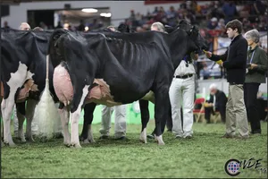 Die Holsteinsteinschau gewann die 10-jährige Butz-Butler Goldwyn Barbara.