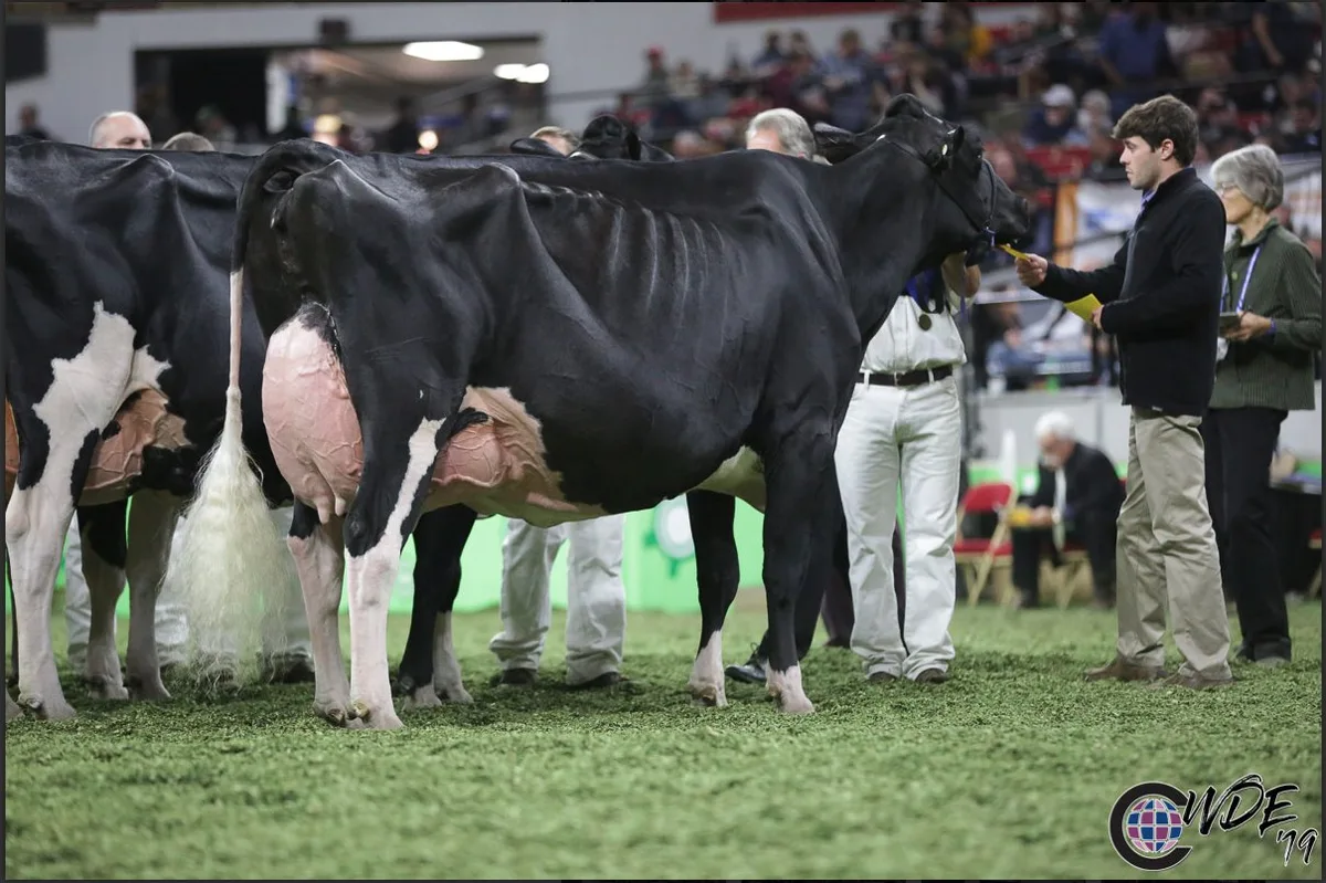 Die Holsteinsteinschau gewann die 10-jährige Butz-Butler Goldwyn Barbara.
