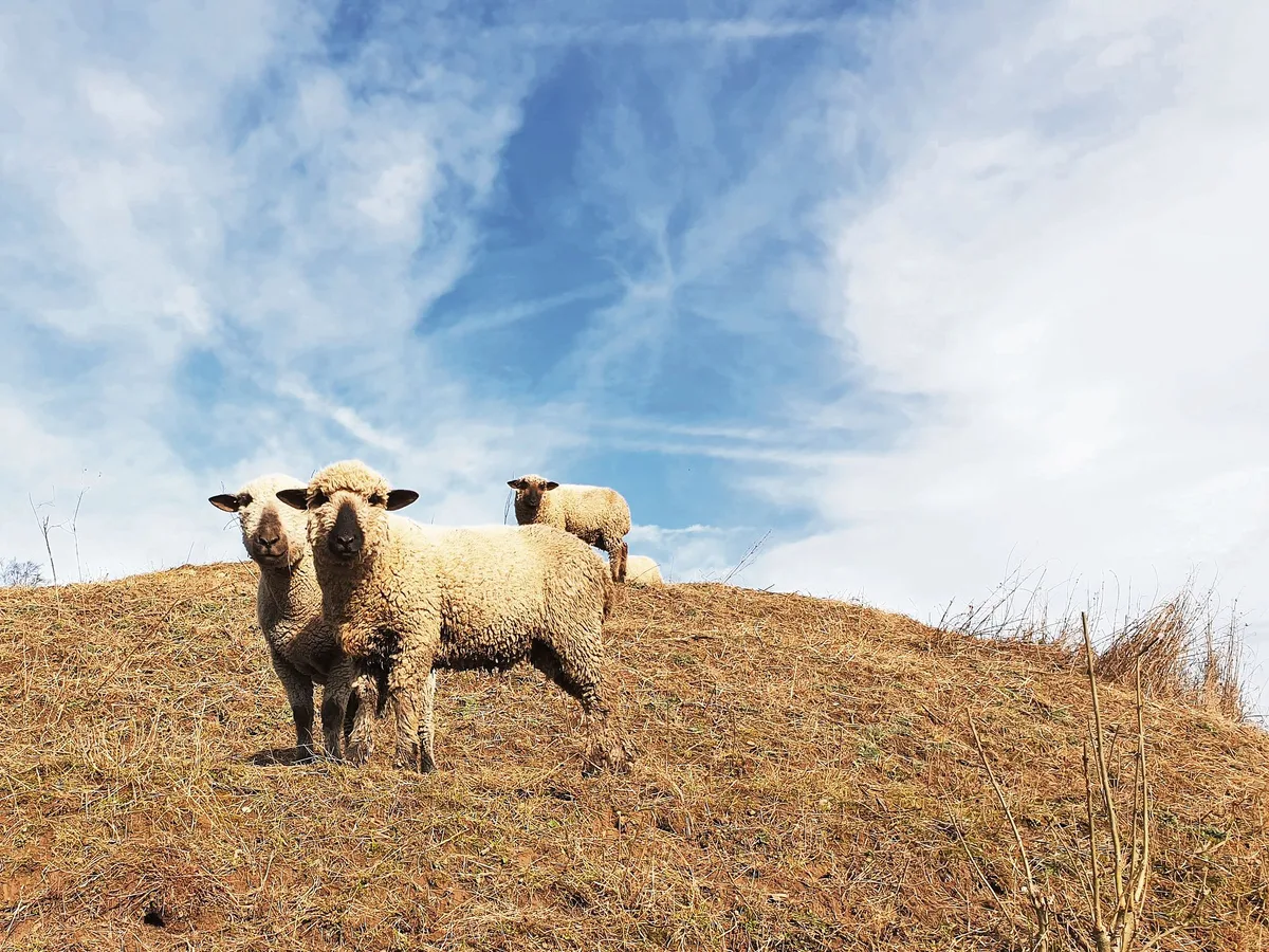 ec10c62019cf1f790f04db3251c725736d8b4a8c Wie geht es diesen Schafen? Tierhalter und Passantinnen beurteilen das nicht immer gleich. Die meisten Meldungen an den Veterinärdienst betreffen Tiere im Freien, vor allem Schafe. (Bild Ruth Aerni)