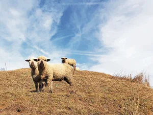 Wie geht es diesen Schafen? Tierhalter und Passantinnen beurteilen das nicht immer gleich. Die meisten Meldungen an den Veterinärdienst betreffen Tiere im Freien, vor allem Schafe. (Bild Ruth Aerni)