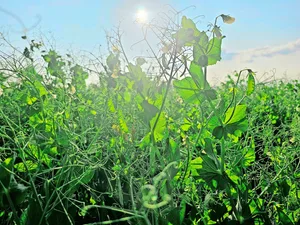 Wer Futtergetreide oder Eiweisspflanzen anbaut, kann erneut nicht auf einen Richtpreis zählen – dafür auf ein solidarisches Miteinander der gesamten Wertschöpfungskette.