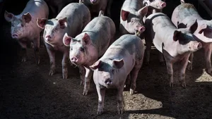 In einem der grössten Schweizer Schweineringe ist EP ausgebrochen. Noch wird nicht kommuniziert, was hinter verschlossenen Türen für Massnahmen getroffen wurden. Auch das genaue Ausmass ist noch nicht bekannt.