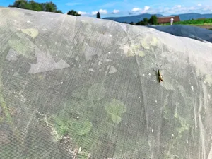 Zum Schutz vor Blattläusen werden Pflanzkartoffeln unter Netzen angebaut. Die Produktion ist aufwändig, die Erträge sinkend.