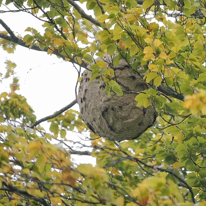 1000208877 Vom «Schwumm» zum «Gsumm»: Hansjörg Hinni entdeckte beim Baden ein Nest der Asiatischen Hornisse