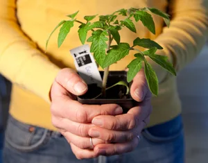 Trotz abgesagter Märkte sollen Interessierte mit Pro-Specie-Rara-Setzlingen versorgt werden. (Bild Pro Specie Rara)