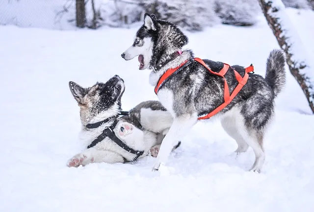 8191fa2ead01ff3c10b938b567a85bf91068adaf Weil die beiden Huskys gefährlich sind, mussten sie eingeschläfert werden. (Symbolbild pixabay)