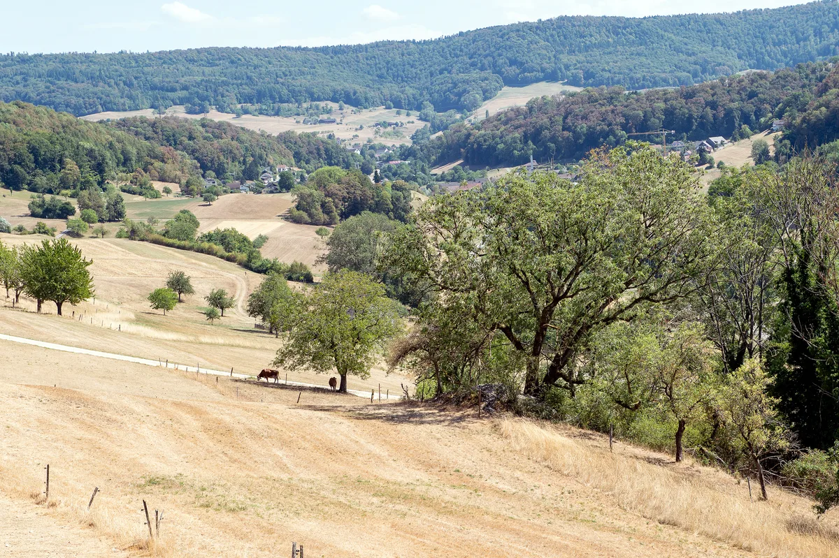 Wo sonst Futter für die Kühe wächst, sind die Weiden ausgedörrt: Hier etwa aktuell im Fricktal. Futtermangel belastet viele Bauernfamilien im Sommer 2026. Das sorgt auch für grosse psychische Belastungen.