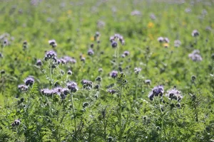 Wer jetzt Gründüngungen auf dem Feld hat, kann sie mit Messerwalzen statt dem Pflug eindämmen und so in ein bodenschonendes System einsteigen. (Bild BauZ)
