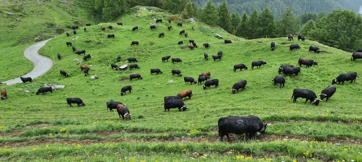 Im Wallis weiden immer weniger schwarze Kühe