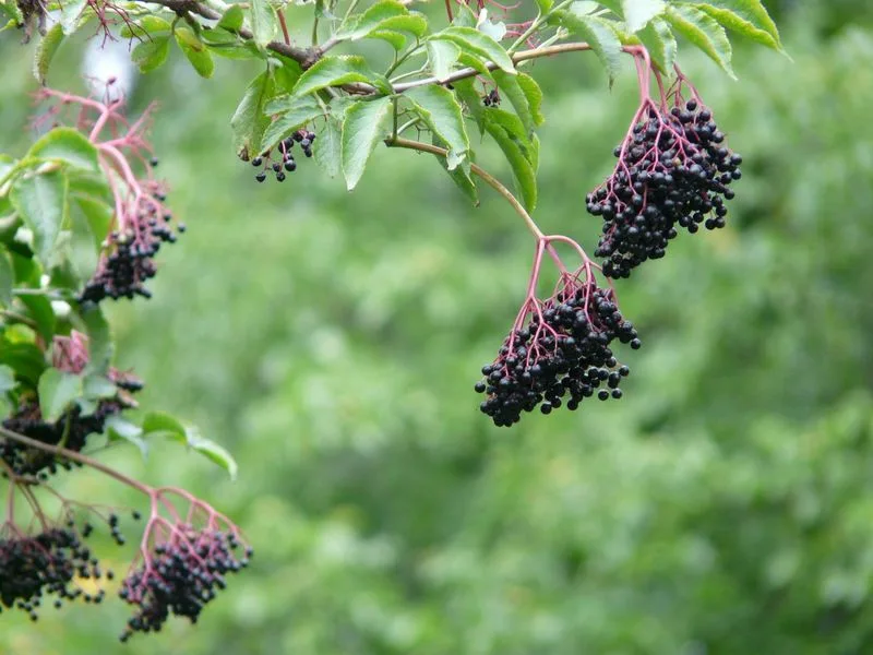 holunder-lid Holunderbeeren - vom Wald in die Küche