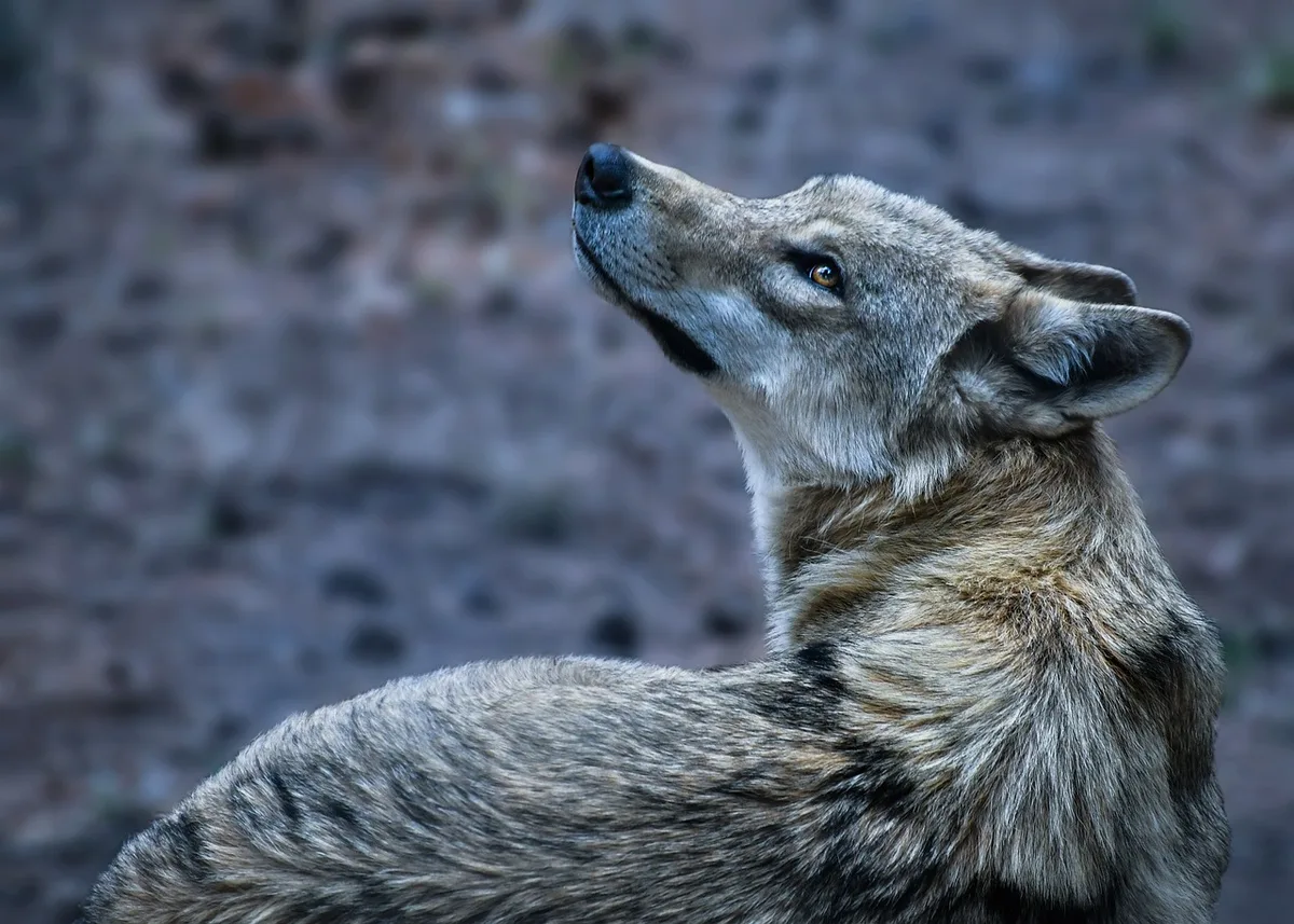 Wolf-Pixabay Wildhüter erlegt kranken Wolf in Valens im St. Galler Taminatal