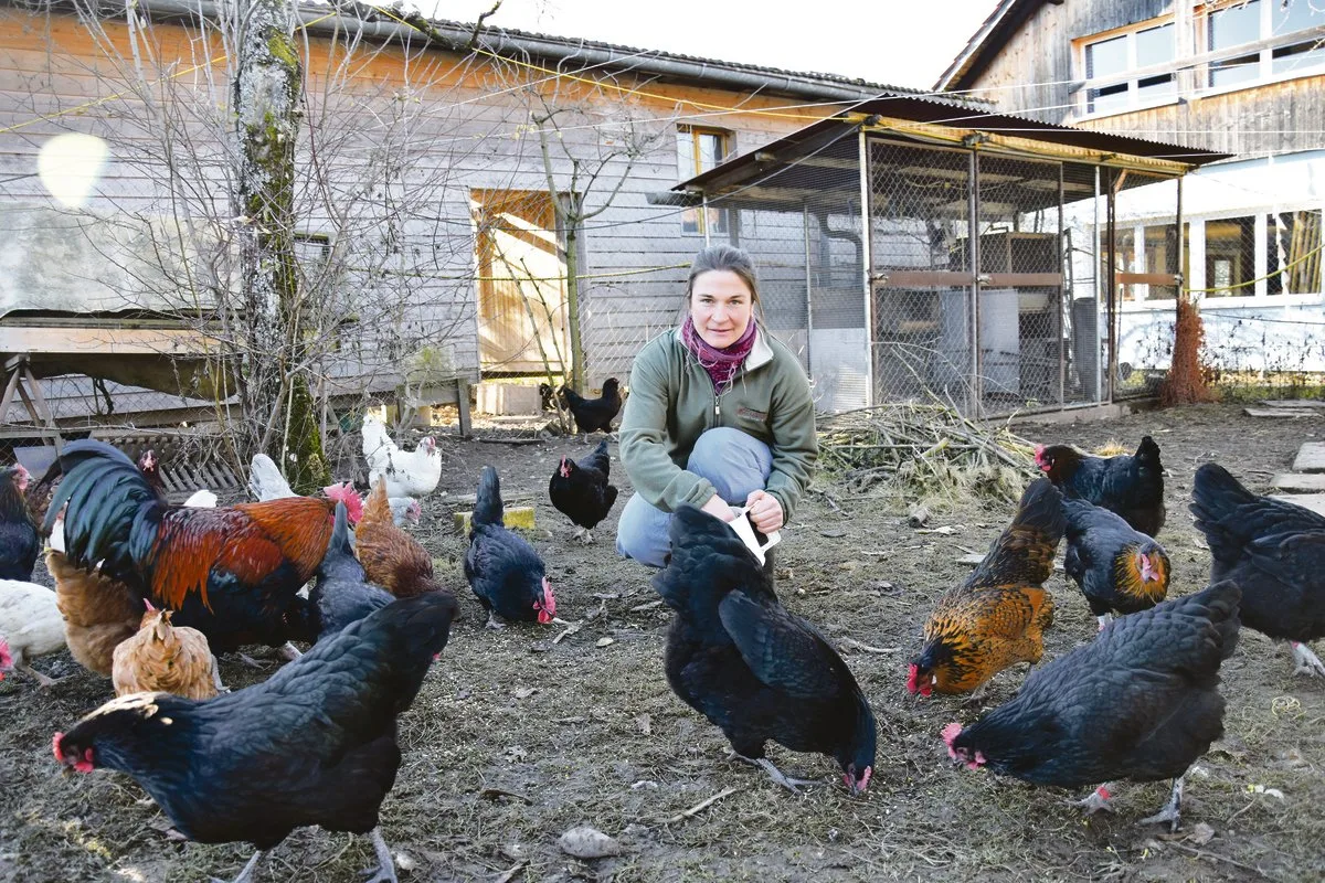 42ab275f35a5db069c6584f90d47db778301df9d «Ich wohne mit den Hühnern», sagt Eliane Rüscher. Vielleicht sind die Damen so zutraulich, weil sie direkt um und unter Rüschers Häuschen weiden.(Bild noe)