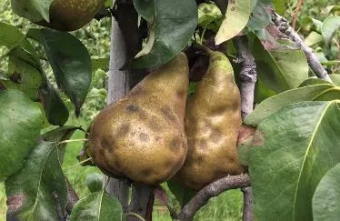 806bbf2b3e256aa2492bb3c788d695e5dfbf047d Einstiche der Marmorierten Baumwanze über den Sommer führen zu kraterförmigen Dellen. Das Fruchtfleisch unter der Delle ist ebenfalls steinig und teils verkorkt. (Bild Strickhof)