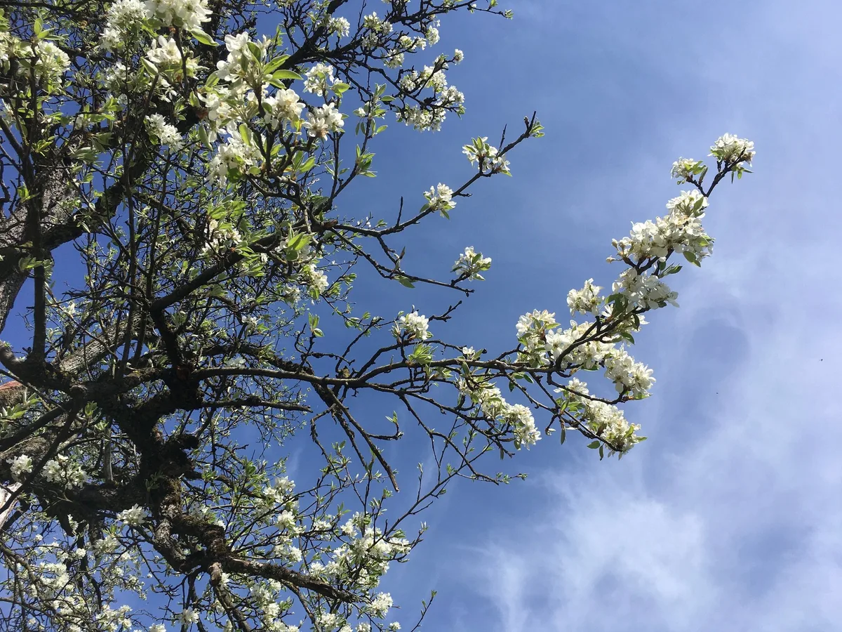 Bluete_April_as Wenn der Frühling (zu) früh kommt