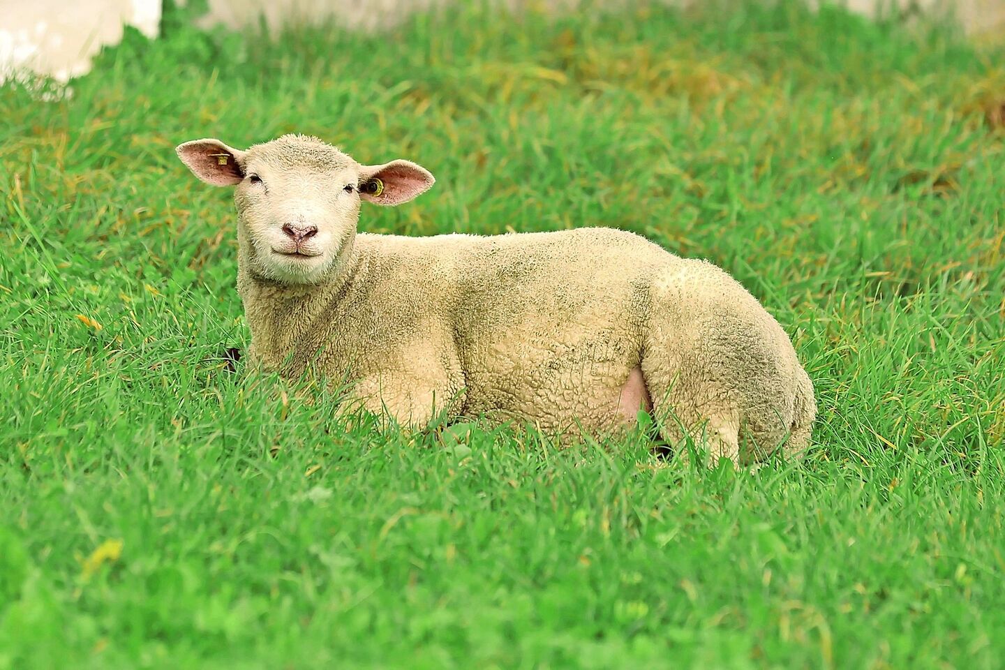 Bereits 129 Schafbetriebe wurden bisher im Kanton Aargau von der Blauzungenkrankheit betroffen. Die Folgen sind teils existenzbedrohend.