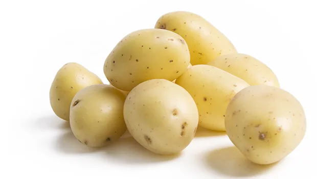 Die zarten Frühkartoffeln haben eine sehr dünne Haut und werden daher in der Regel mit Schale gegessen. (Bild Terralog)