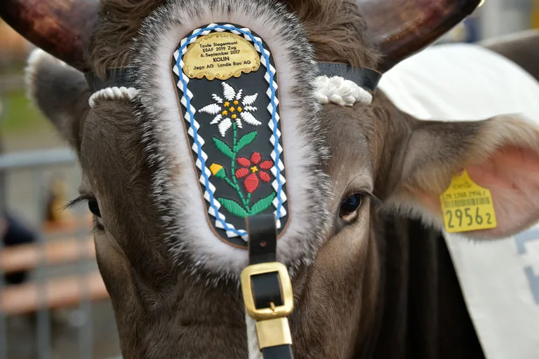 0a1c9de423f35a19b7f300edf3d20677a178cdb5 Der ESAF-Siegermuni 2019 Kolin. (Bild ESAF Zug)