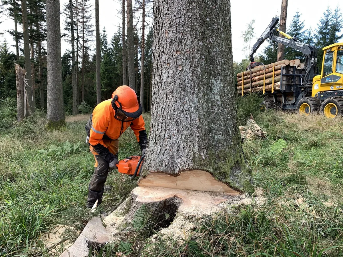 BZ-Bet2-41-Forst-Nutzung-3sp Hohe Nachfrage lässt die Holzpreise deutlich ansteigen