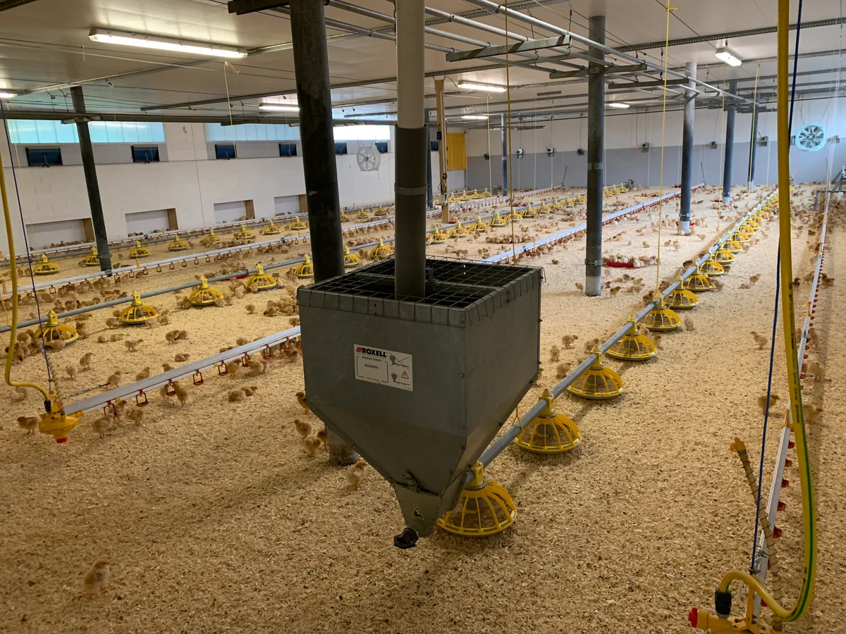Pouletmaststall Küken.jpg Frisch eingestallte Küken in einem Pouletmaststall. In wenigen Wochen sind sie schlachtreif.